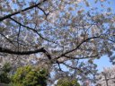 日暮里駅前の桜並木